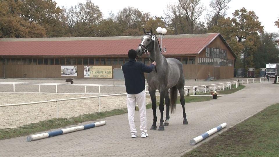 Výběr hřebců do plemenitby PK CS v březnu. Pro veřejnost na EquiTV.cz