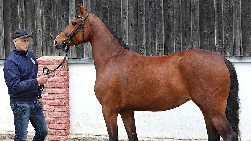 Hioleta vítězkou jarního zápisu klisen do PK v Proseči pod Křemešníkem
